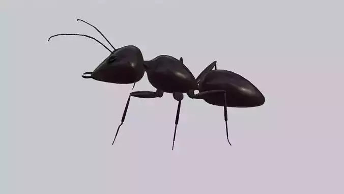 Ant - Formiga