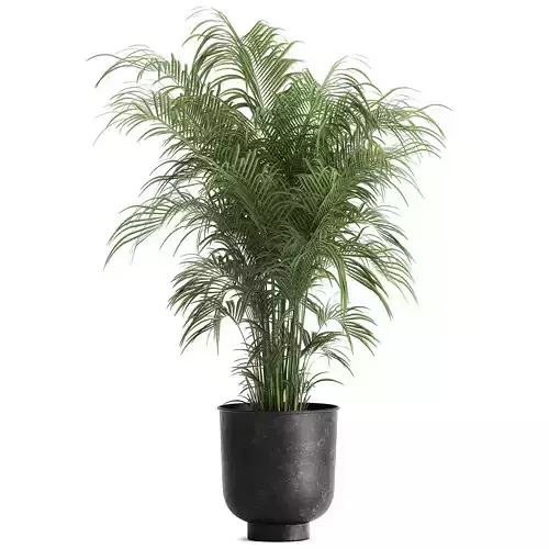 decorative palm in a Flowerpot for the interior 900