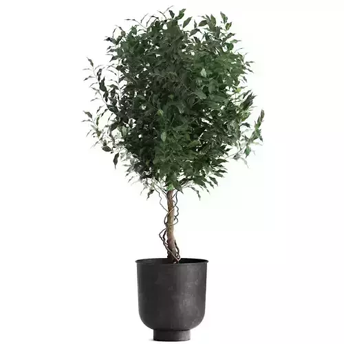 Ficus benjamina in a flowerpot for the interior 901 3D model