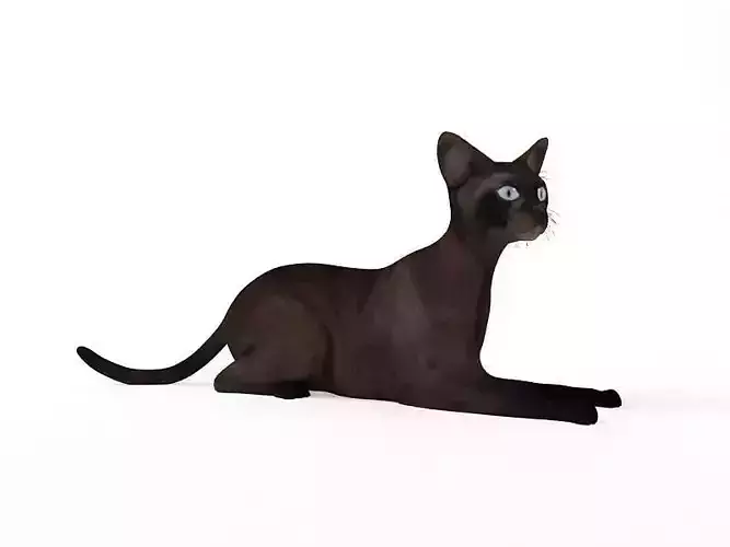 Brown Cat With Black Spots