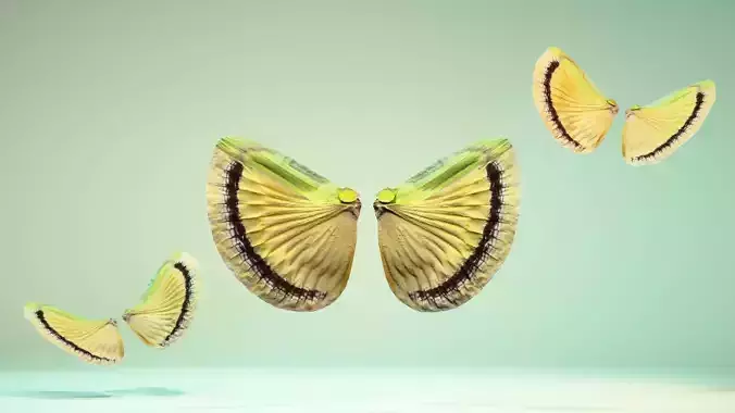 Insect 7 butterfly wings