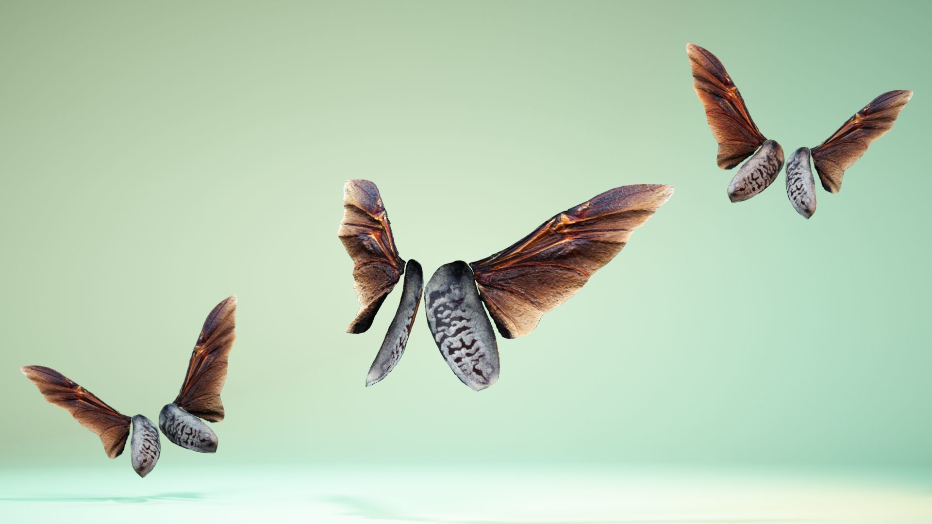Insect 5 three butterflies flying in air Low-poly 3D model_5
