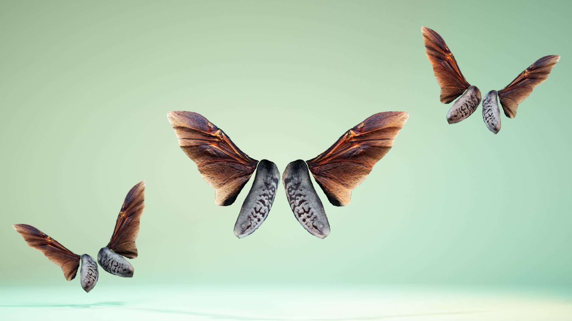 Insect 5 three butterflies flying in air Low-poly 3D model_6