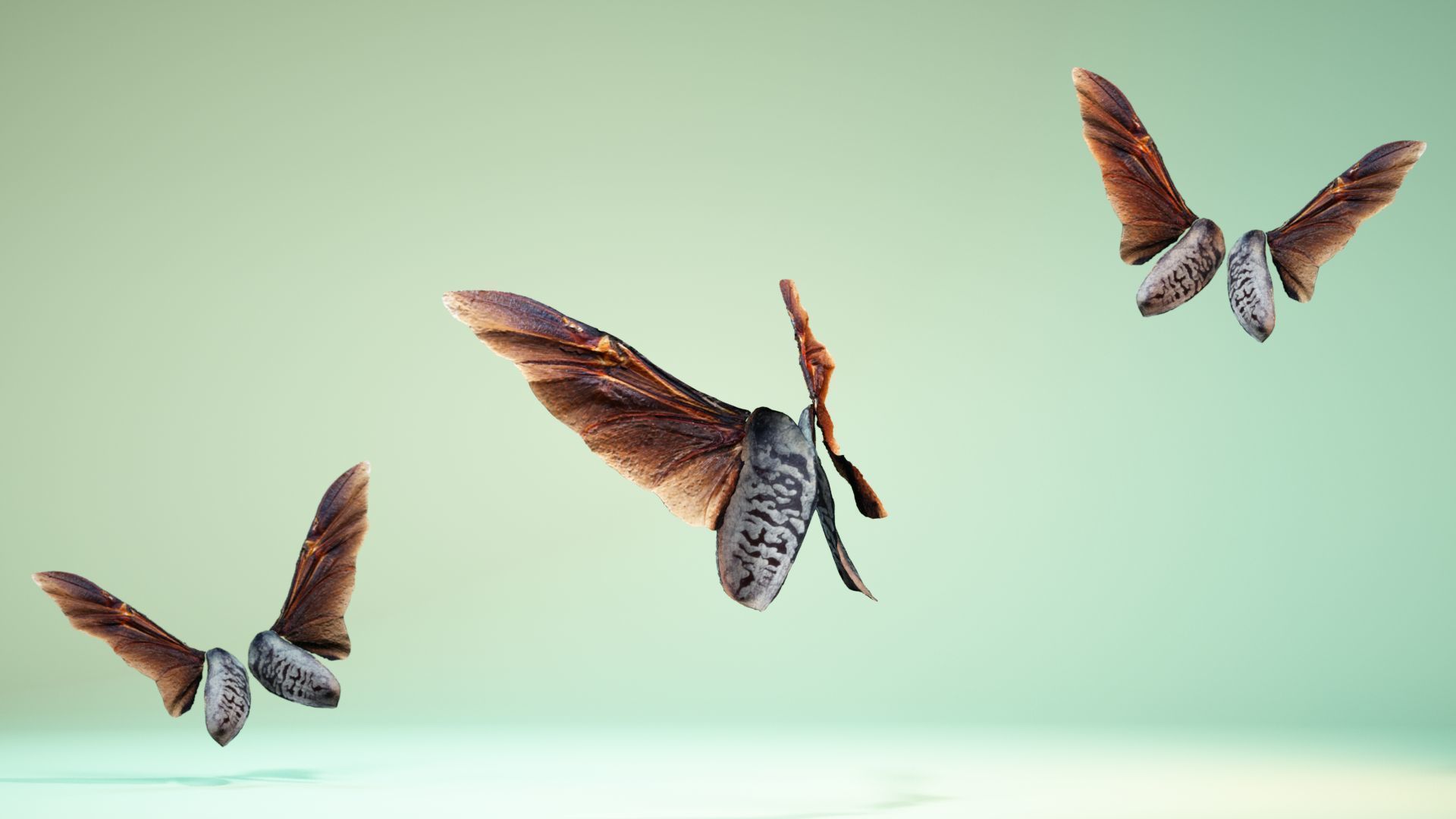Insect 5 three butterflies flying in air Low-poly 3D model_8