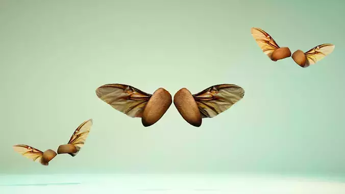 Insect 4 angel wings - earplugs