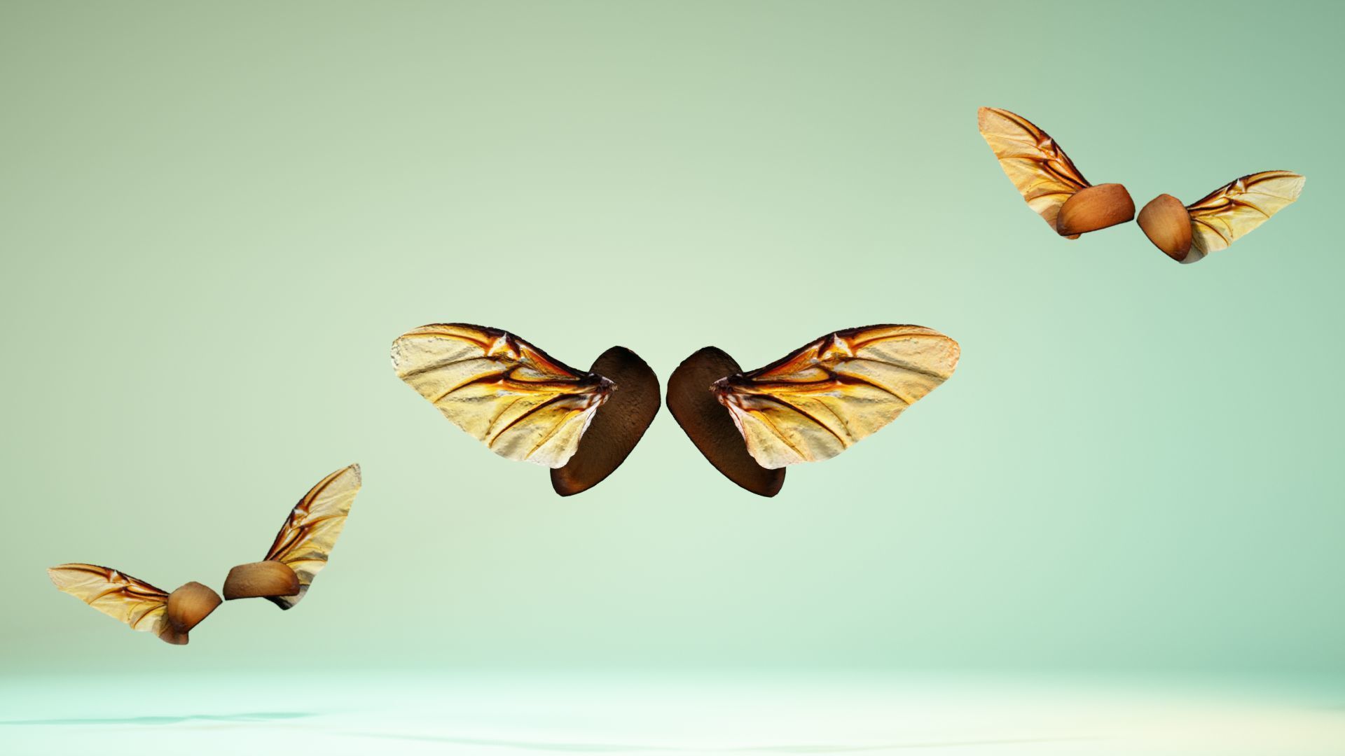 Insect 4 angel wings - earplugs Low-poly 3D model_6