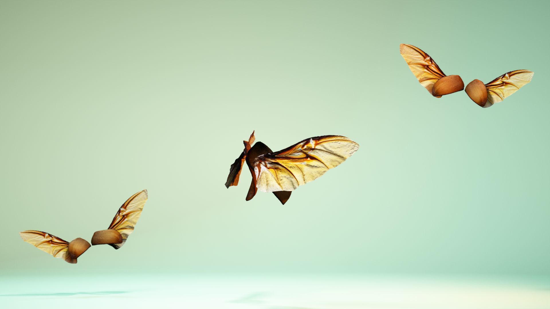 Insect 4 angel wings - earplugs Low-poly 3D model_4