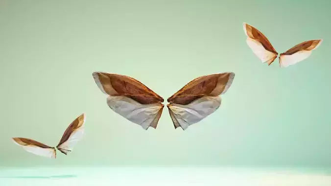 Insect 3 butterfly wings