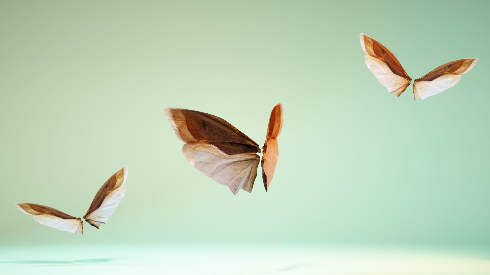 Insect 3 butterfly wings Low-poly 3D model_8
