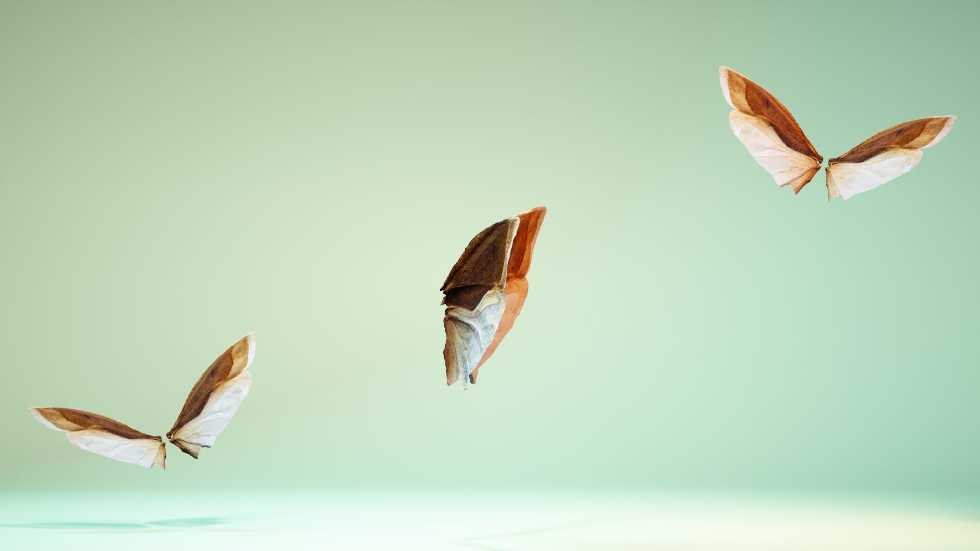 Insect 3 butterfly wings Low-poly 3D model_3