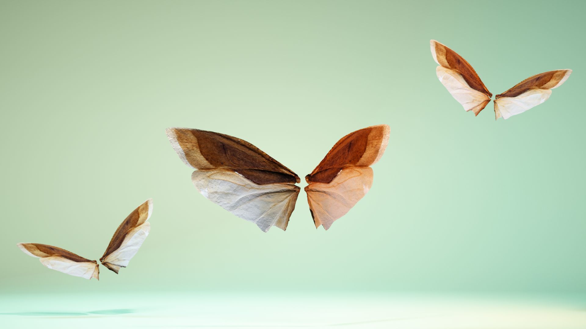 Insect 3 butterfly wings Low-poly 3D model_7