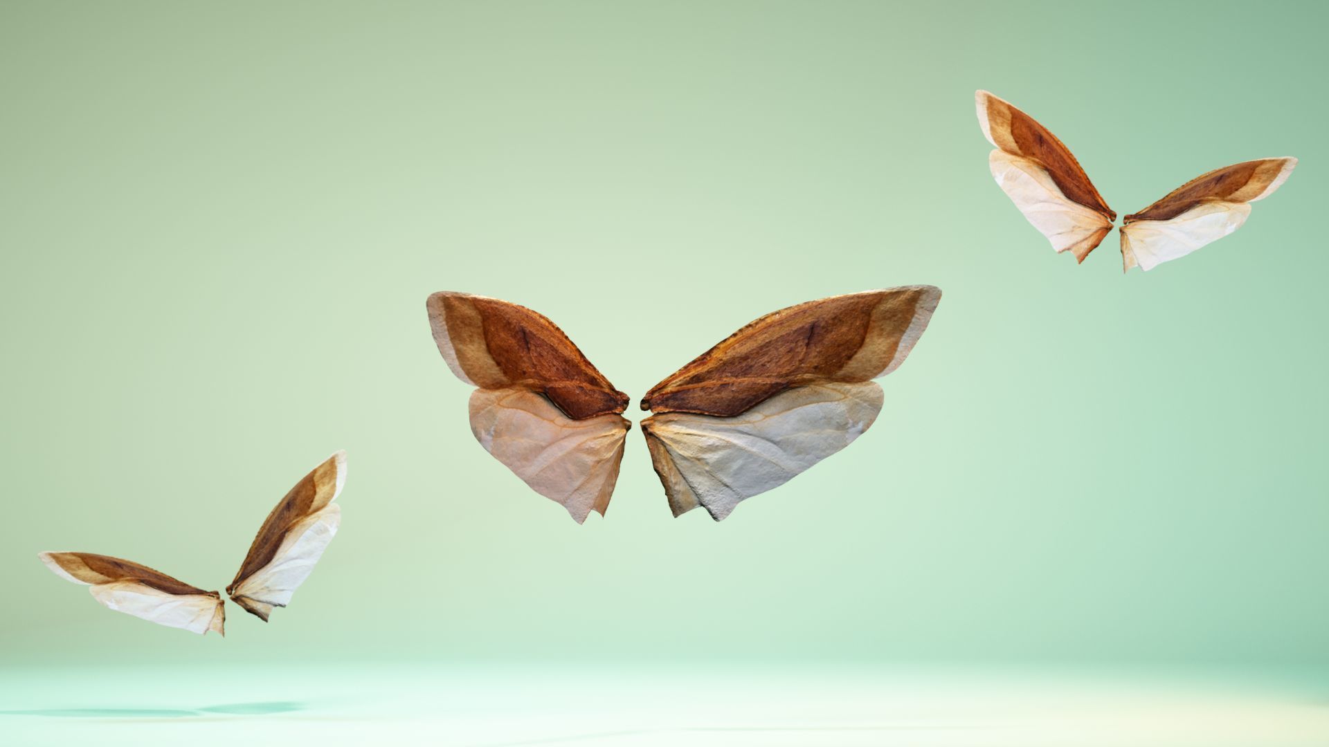 Insect 3 butterfly wings Low-poly 3D model_1