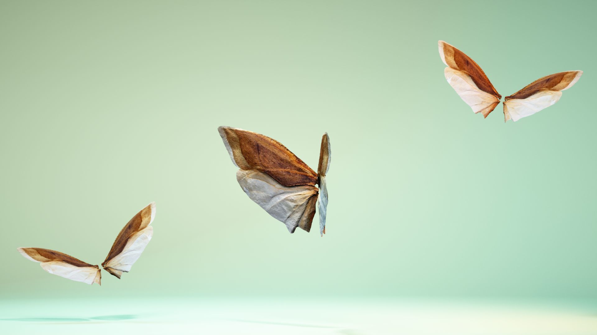 Insect 3 butterfly wings Low-poly 3D model_10