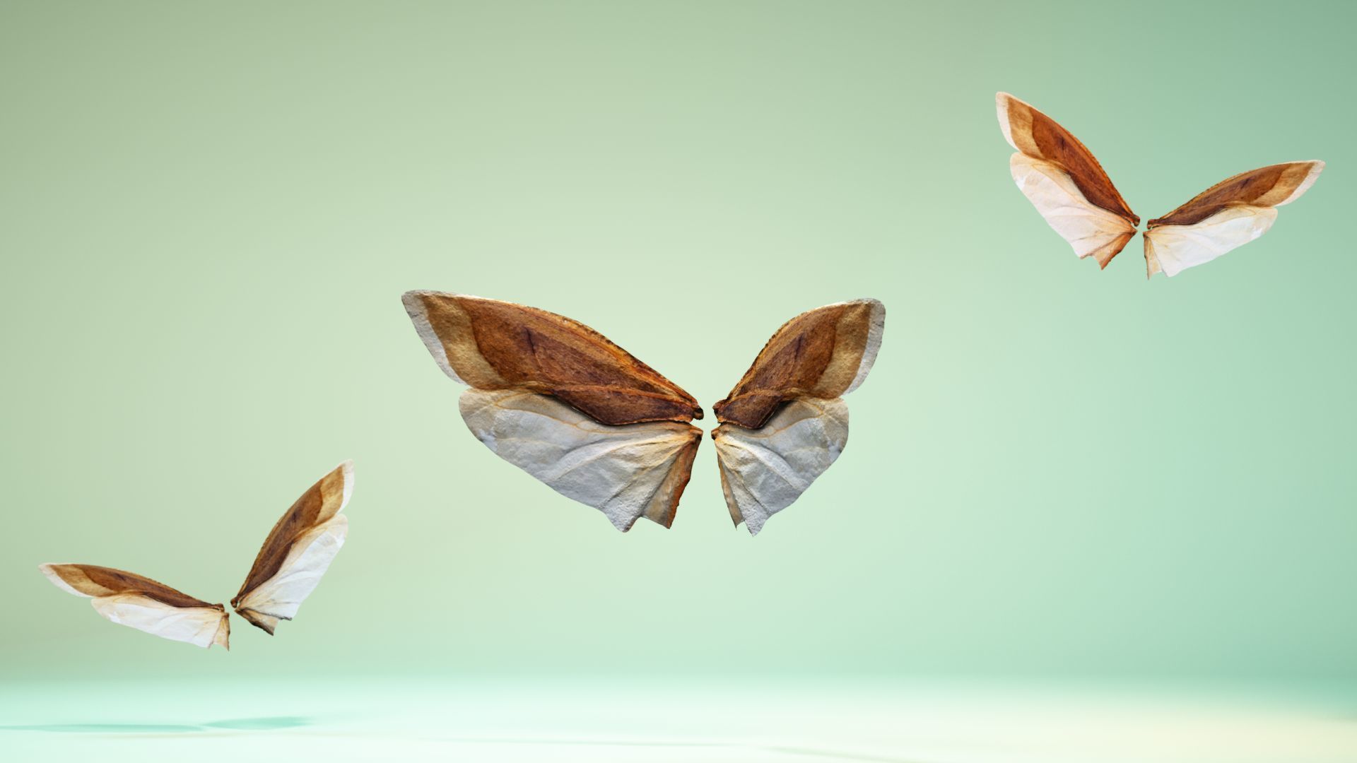 Insect 3 butterfly wings Low-poly 3D model_11