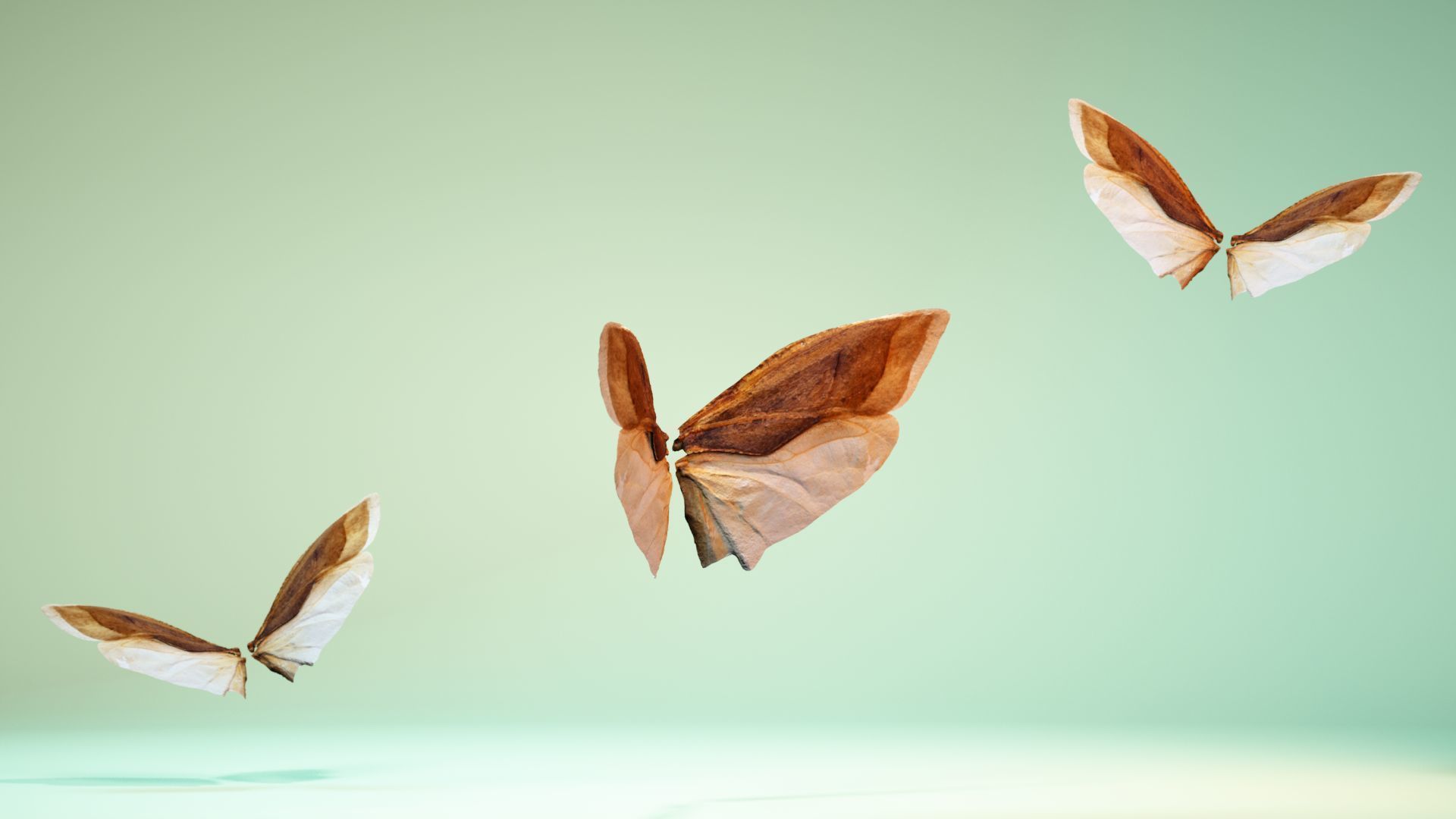 Insect 3 butterfly wings Low-poly 3D model_2