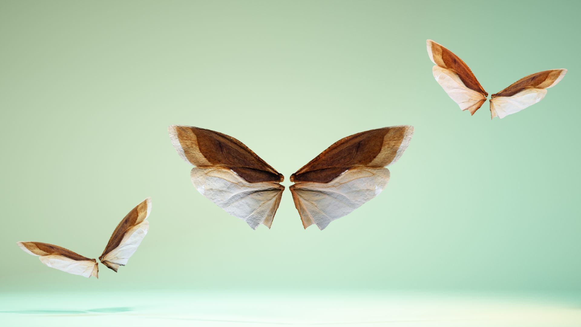 Insect 3 butterfly wings Low-poly 3D model_6