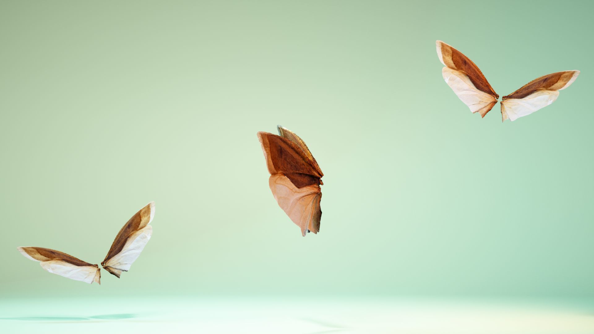 Insect 3 butterfly wings Low-poly 3D model_9