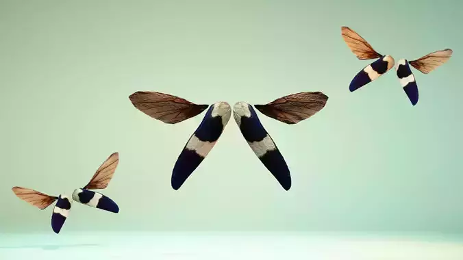 Insect 2 fairy wings silver