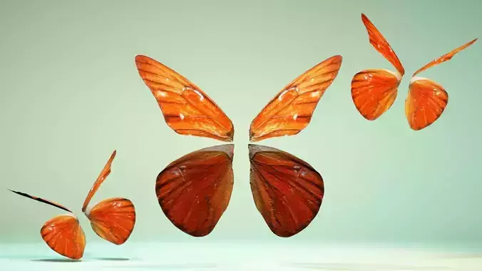 Butterfly The Orange Albatros