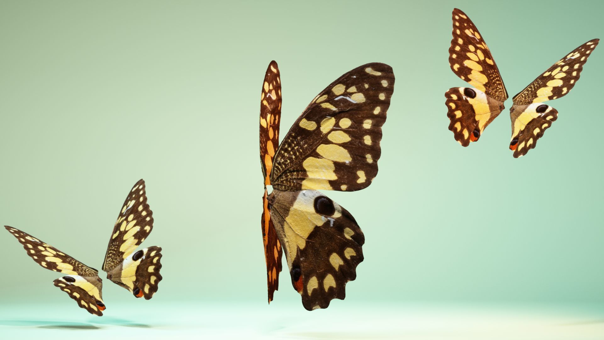 Butterfly The Lime Butterfly Low-poly 3D model_4