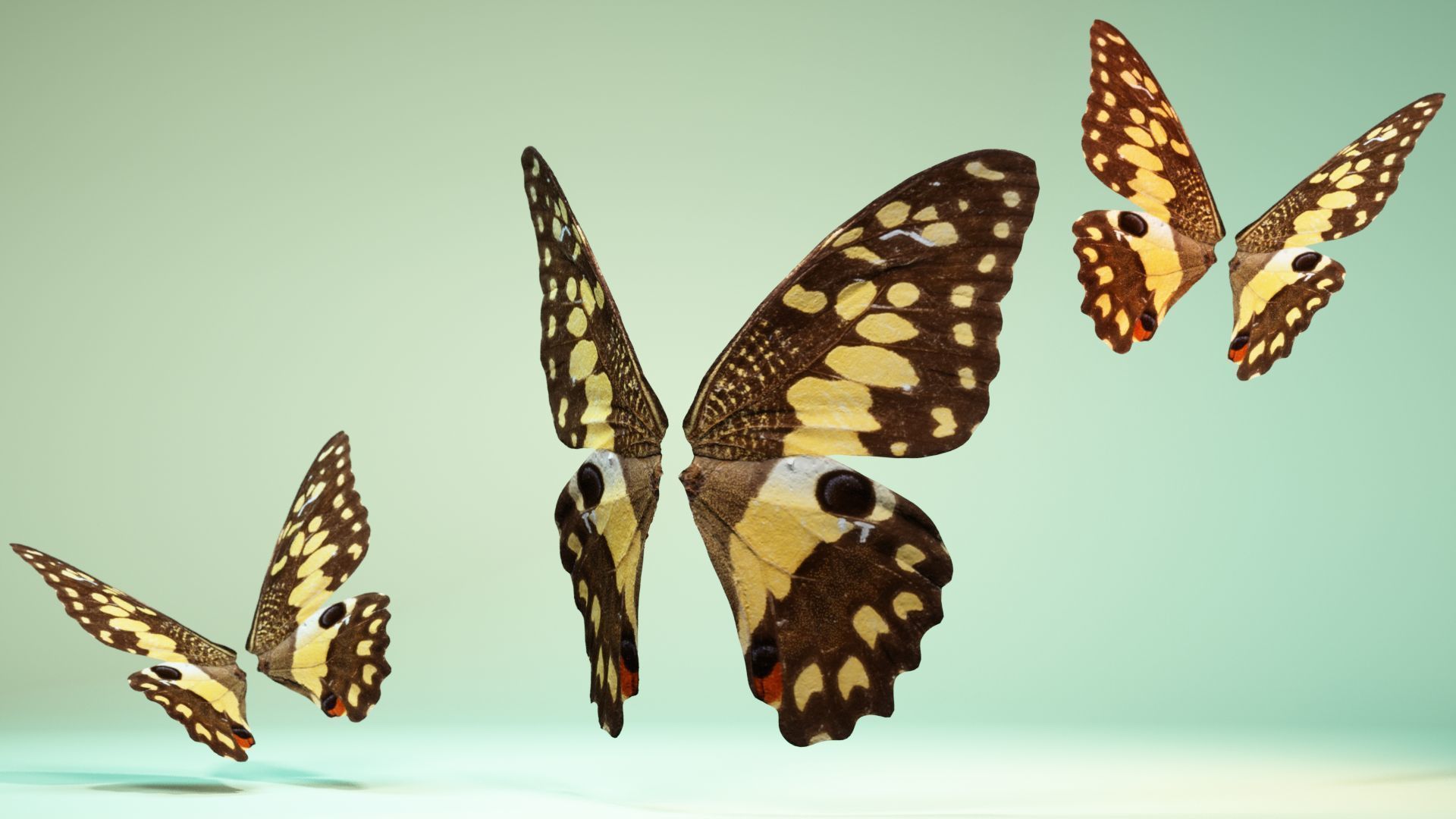 Butterfly The Lime Butterfly Low-poly 3D model_5