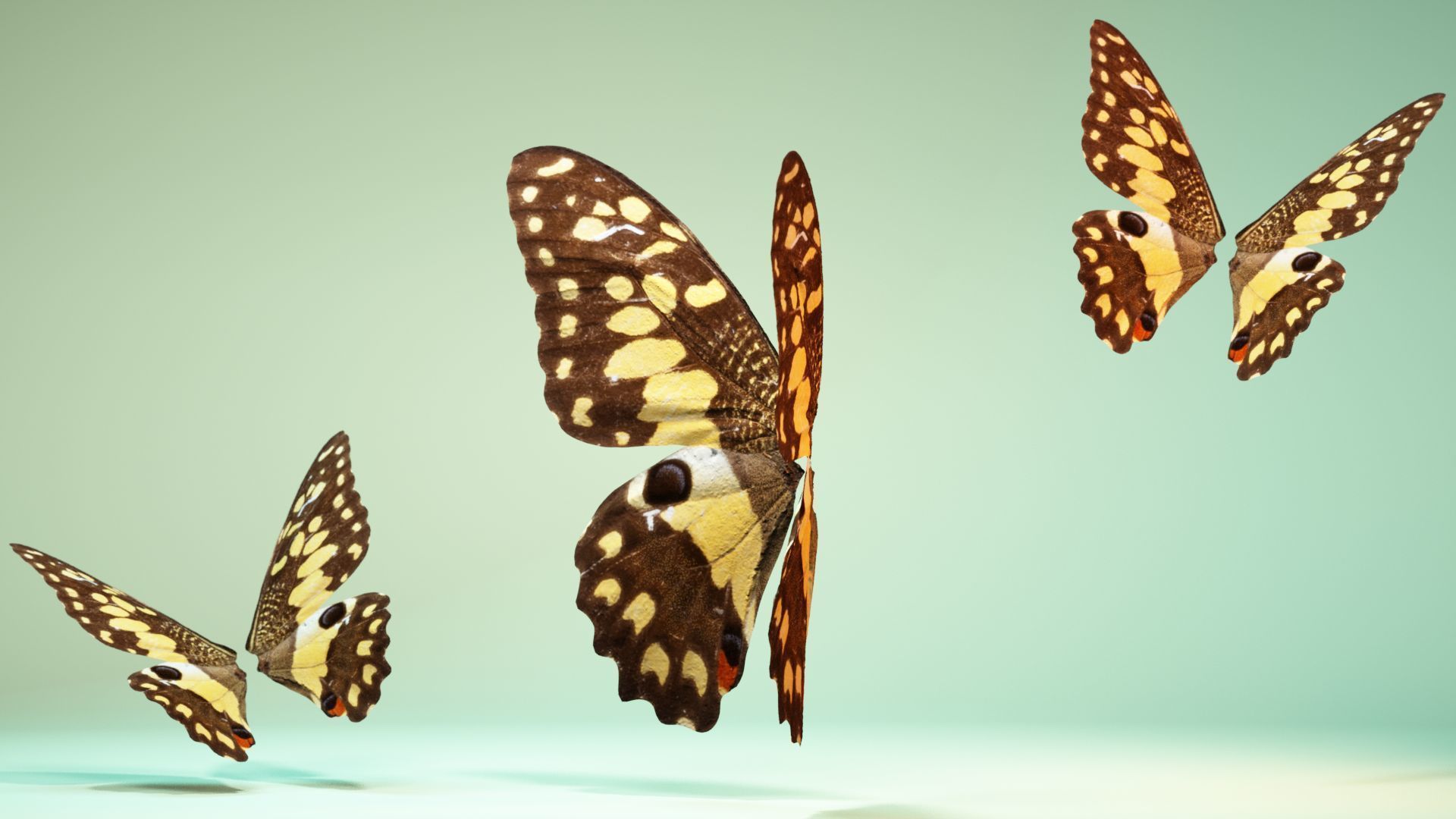Butterfly The Lime Butterfly Low-poly 3D model_10