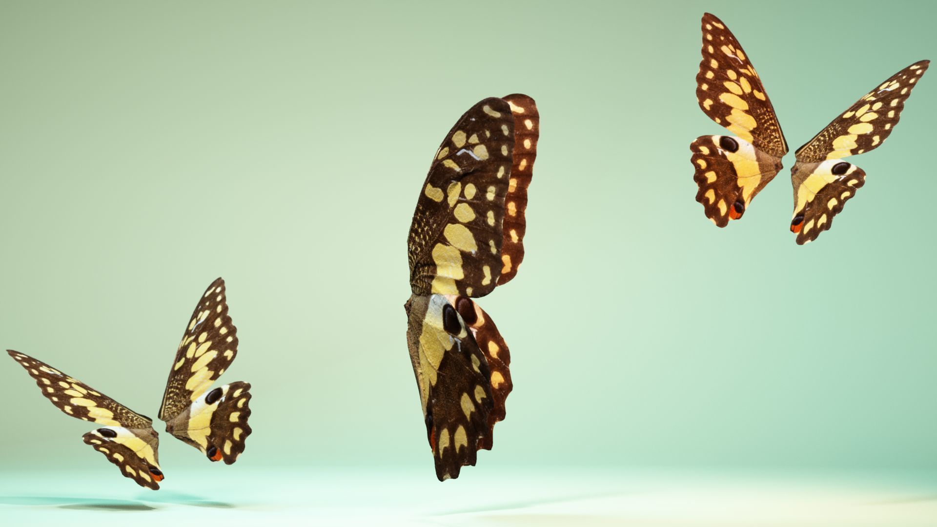 Butterfly The Lime Butterfly Low-poly 3D model_3