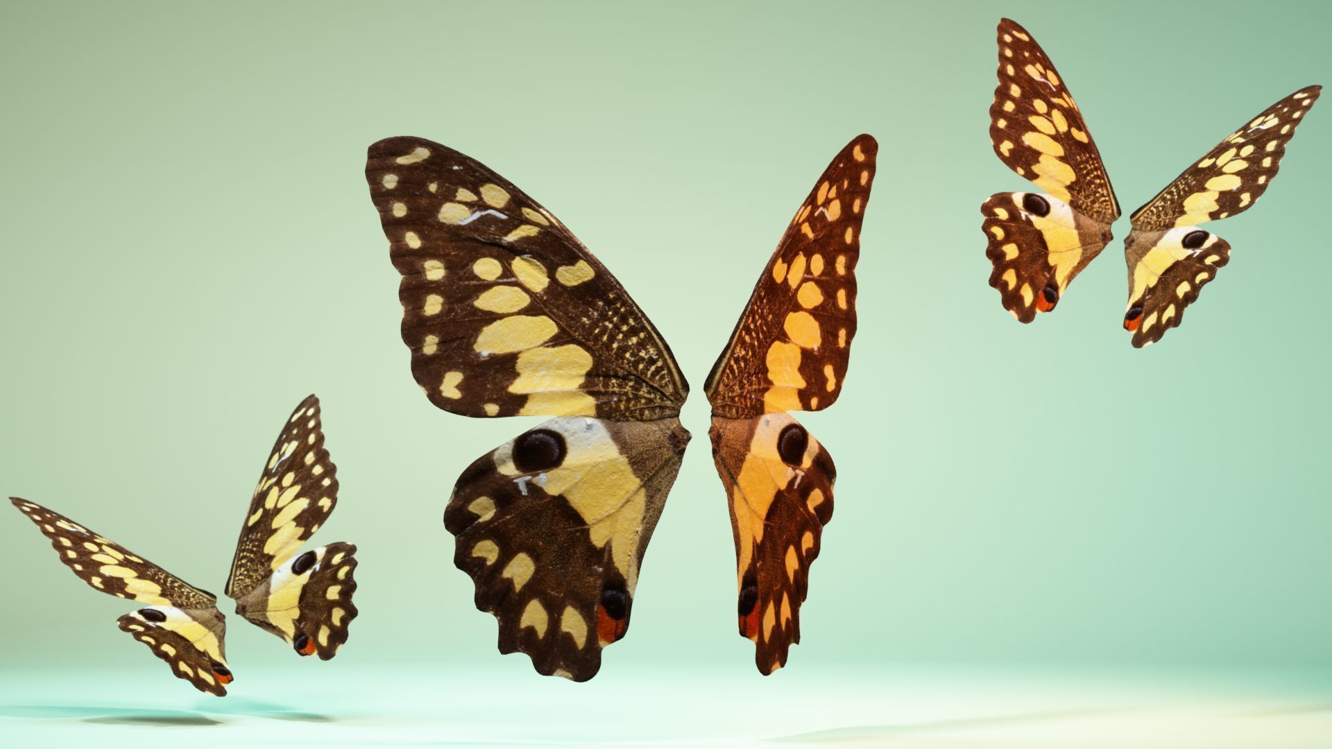 Butterfly The Lime Butterfly Low-poly 3D model_7