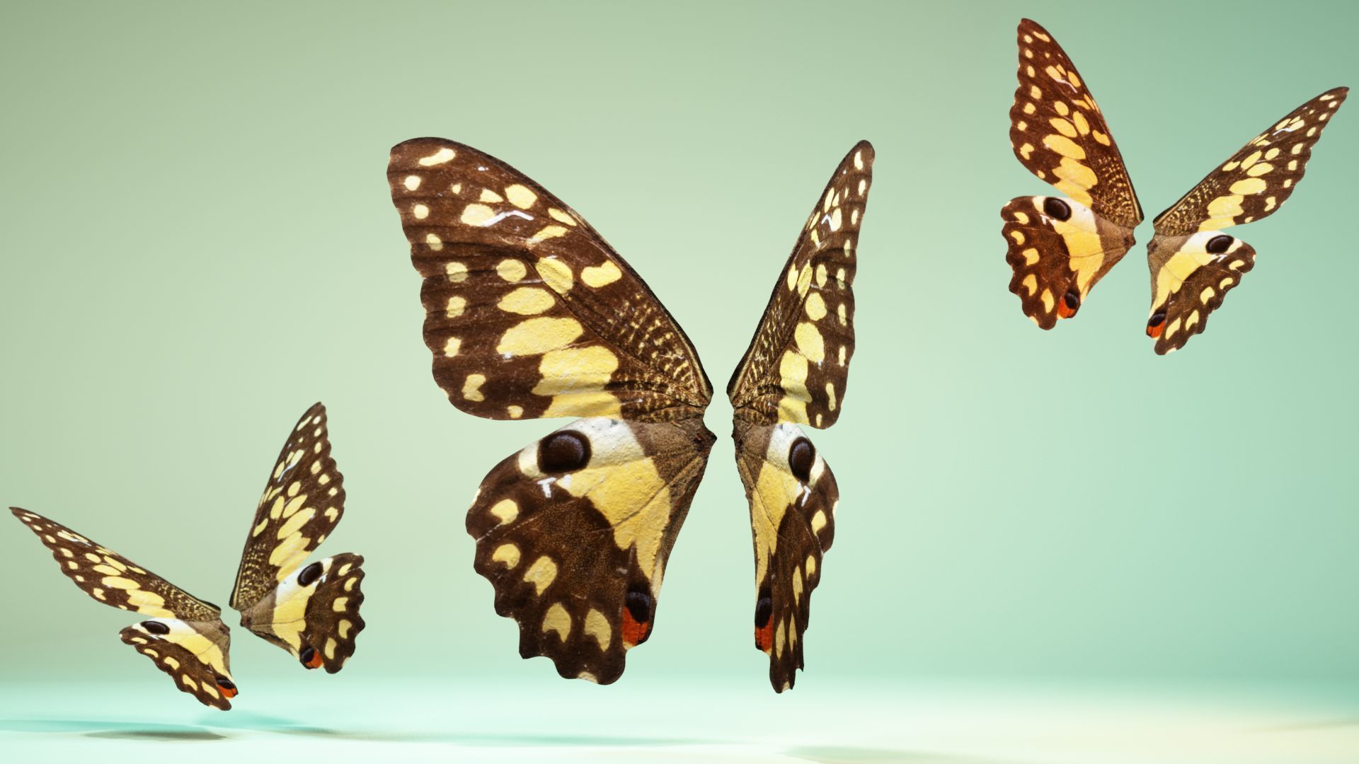 Butterfly The Lime Butterfly Low-poly 3D model_11