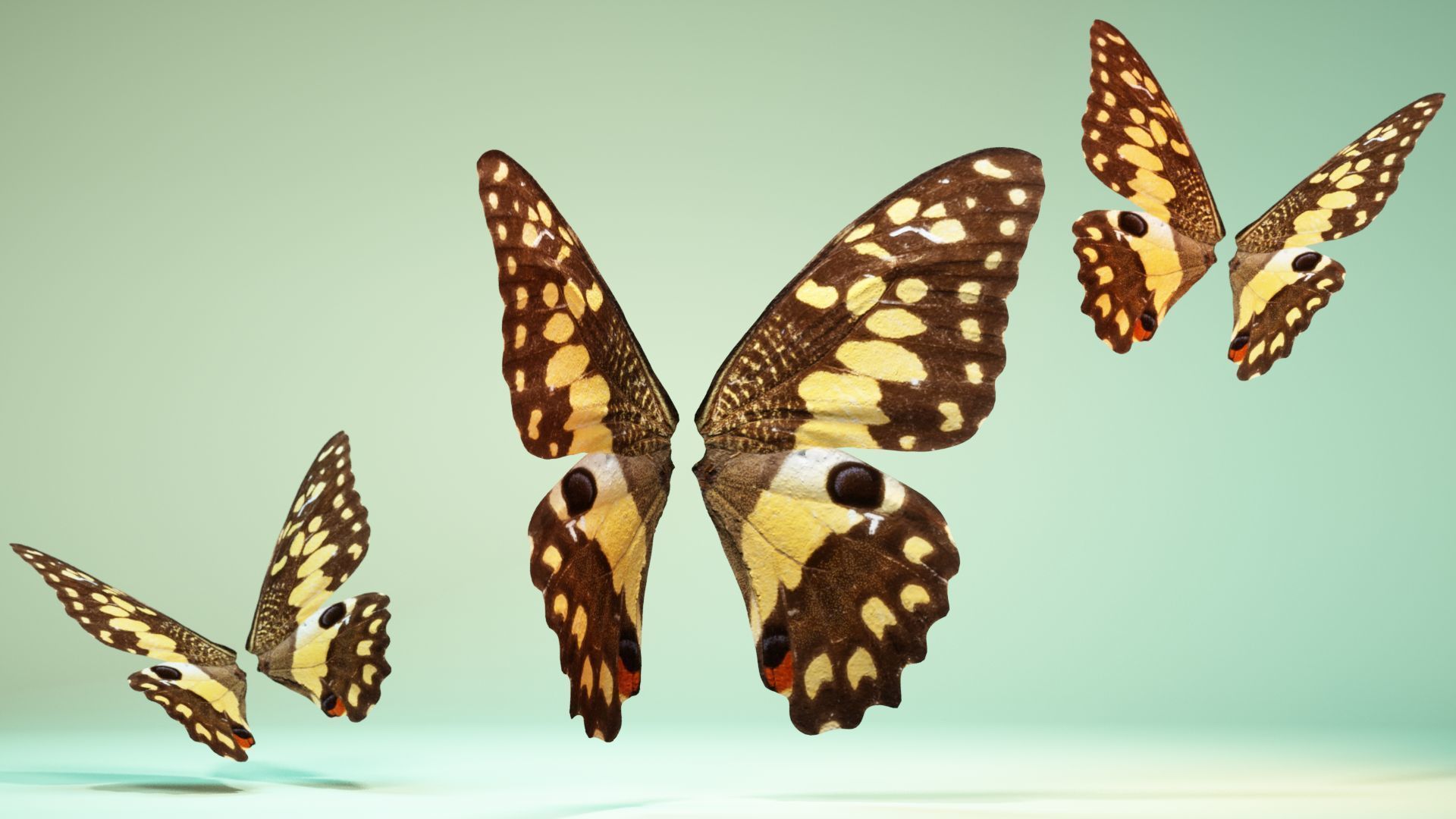 Butterfly The Lime Butterfly Low-poly 3D model_1