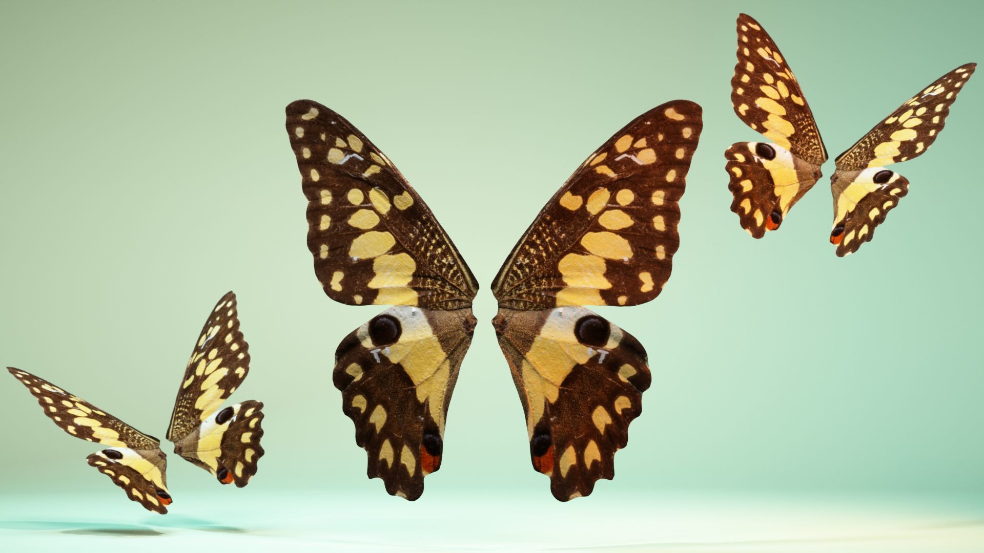 Butterfly The Lime Butterfly Low-poly 3D model_6