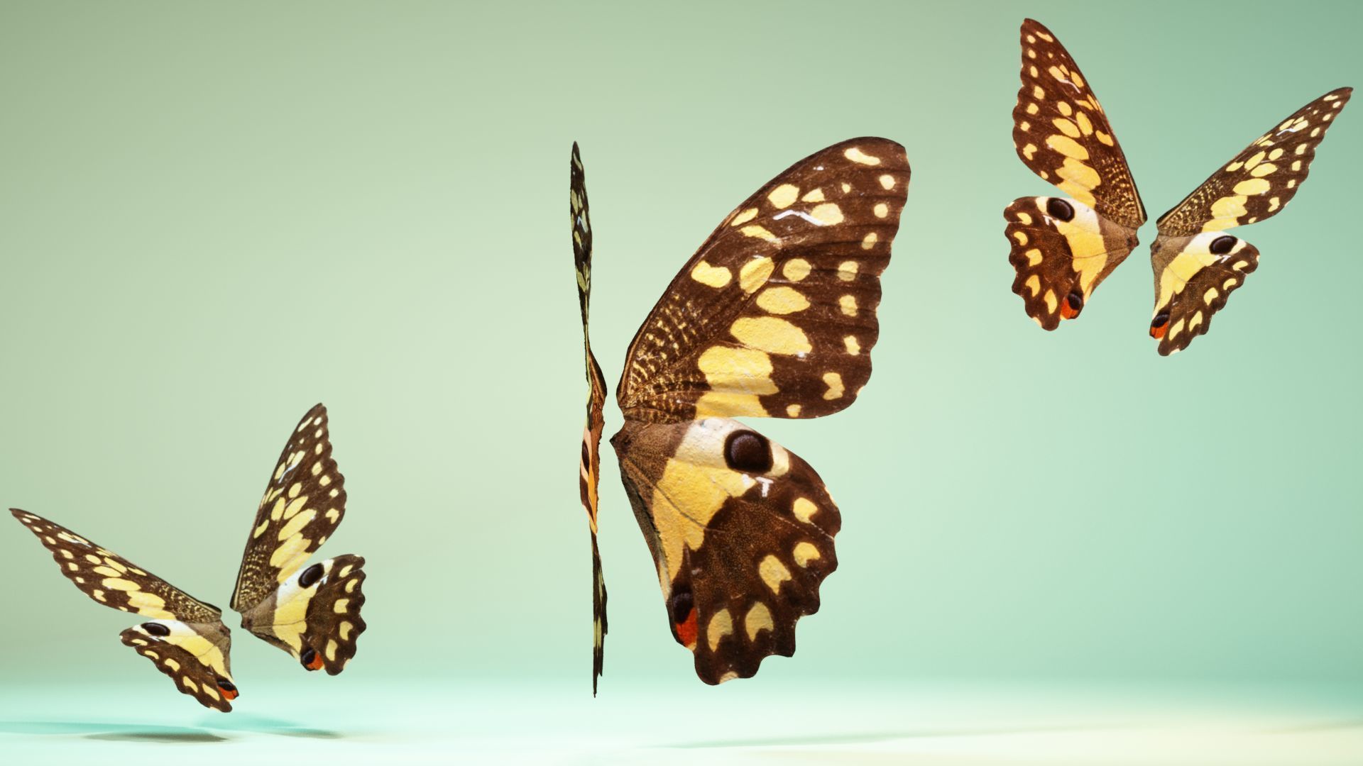 Butterfly The Lime Butterfly Low-poly 3D model_2
