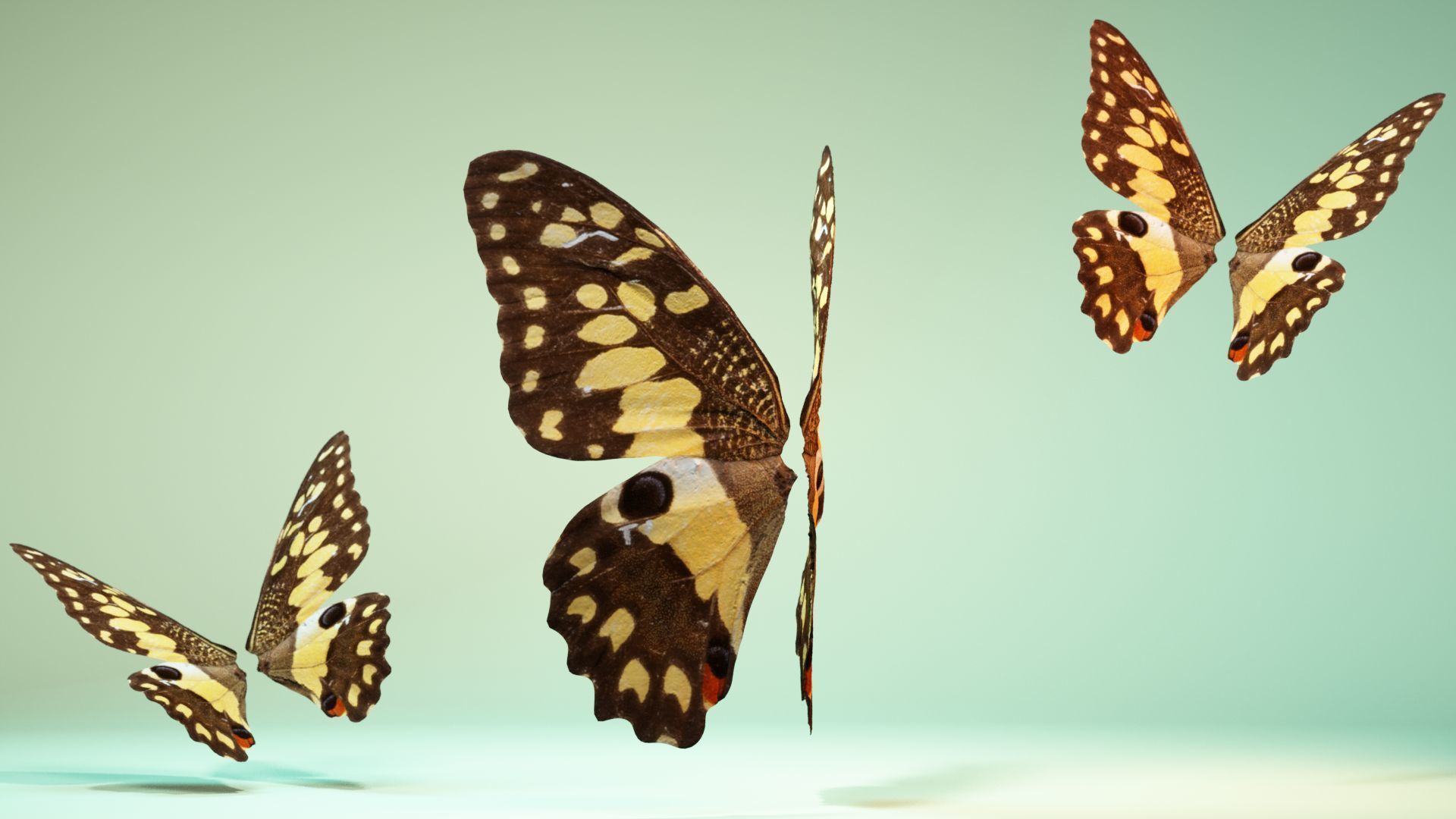 Butterfly The Lime Butterfly Low-poly 3D model_8