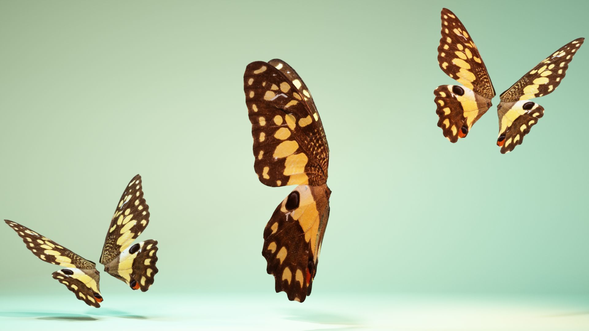 Butterfly The Lime Butterfly Low-poly 3D model_9