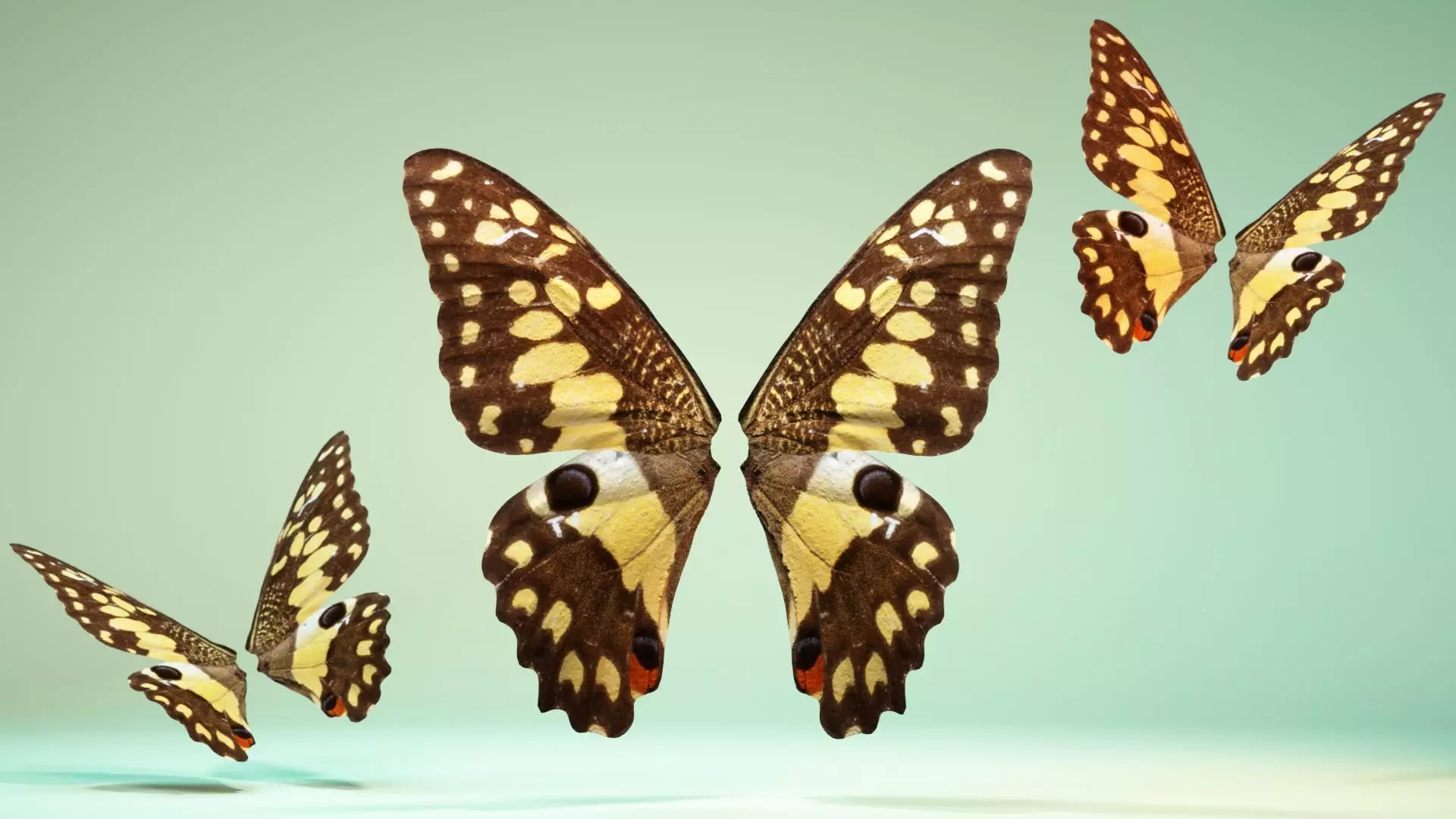 Butterfly The Lime Butterfly Low-poly 3D model_0
