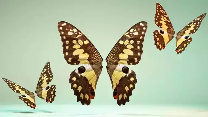 Butterfly The Lime Butterfly