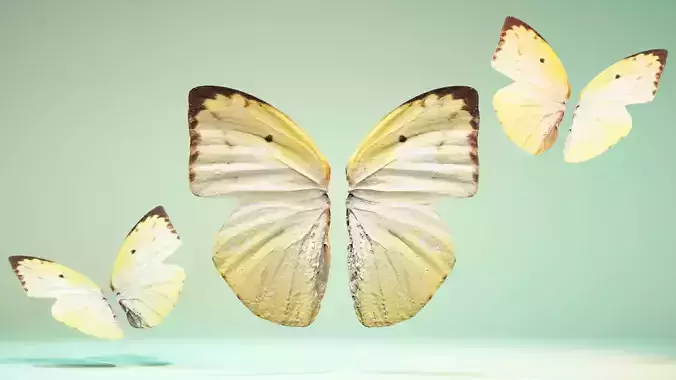 Butterfly The Lemon Emigrant