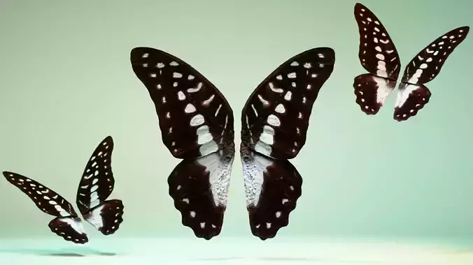 Butterfly The Great Jay