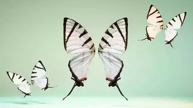 Butterfly The Fourbar Swordtail