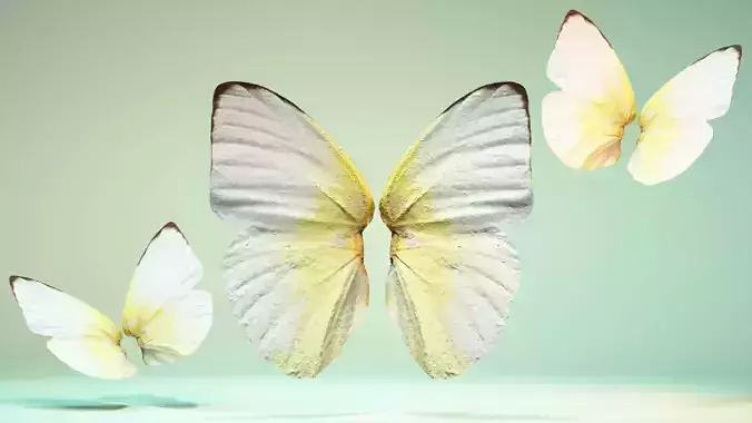 Butterfly The Common Emigrant