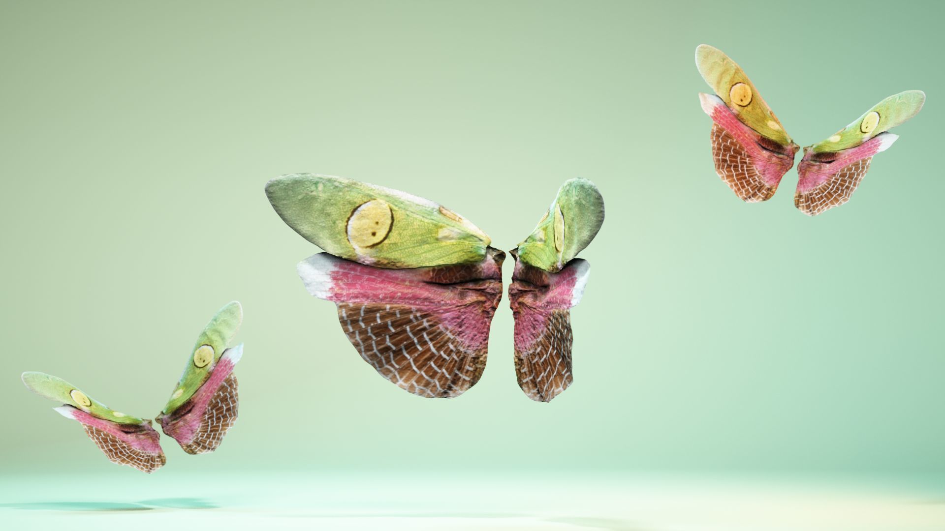 Butterfly Creoboter Mortis JAVA Low-poly 3D model_11