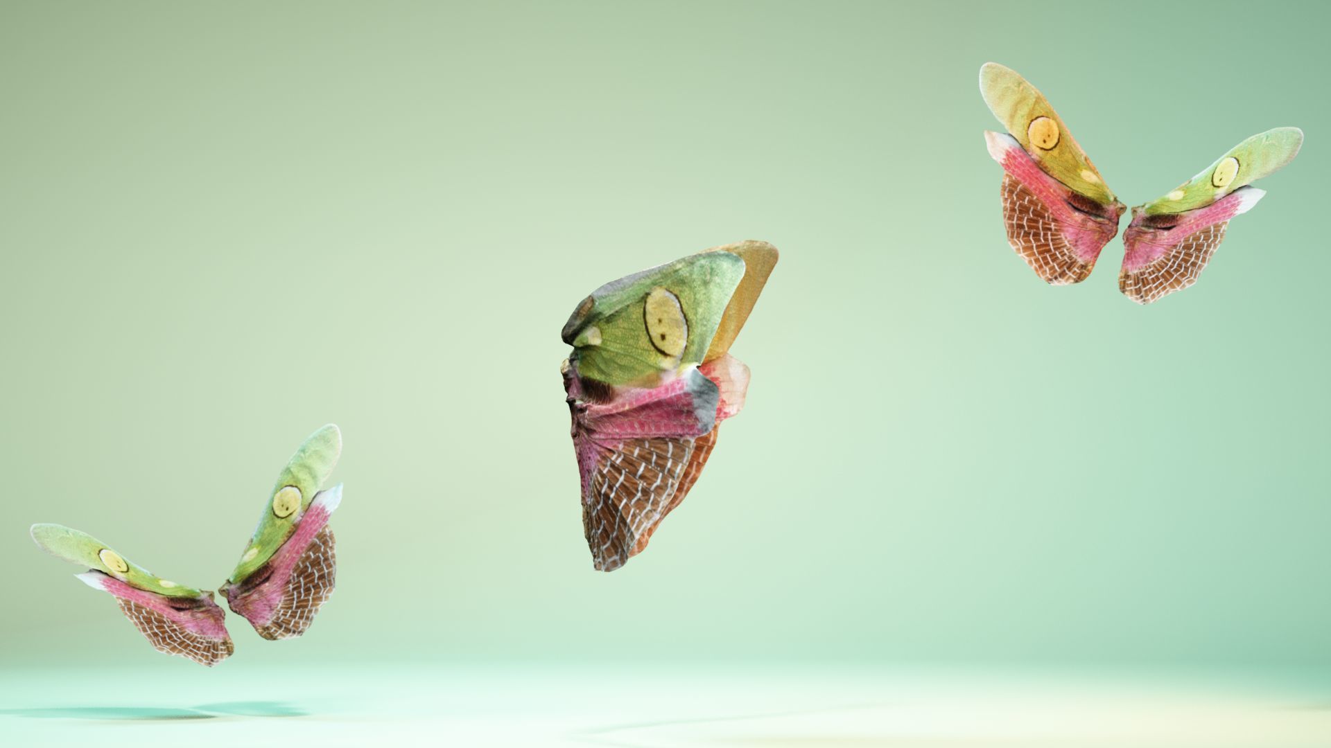 Butterfly Creoboter Mortis JAVA Low-poly 3D model_3