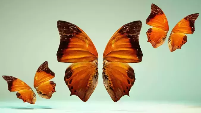 Butterfly 7 three orange butterflies flying in air