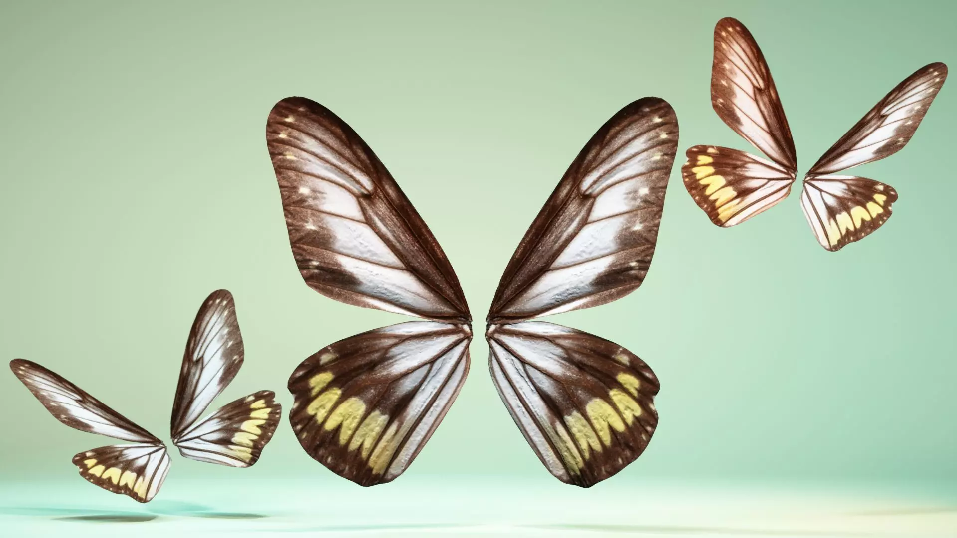 Butterfly 6 - transparent Low-poly 3D model_0