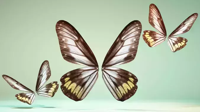 Butterfly 6 - transparent