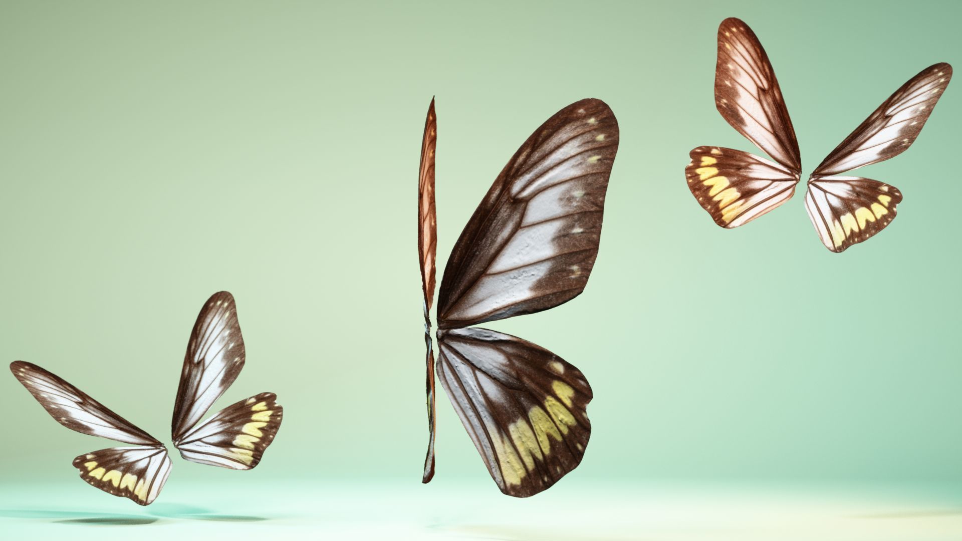 Butterfly 6 - transparent Low-poly 3D model_4