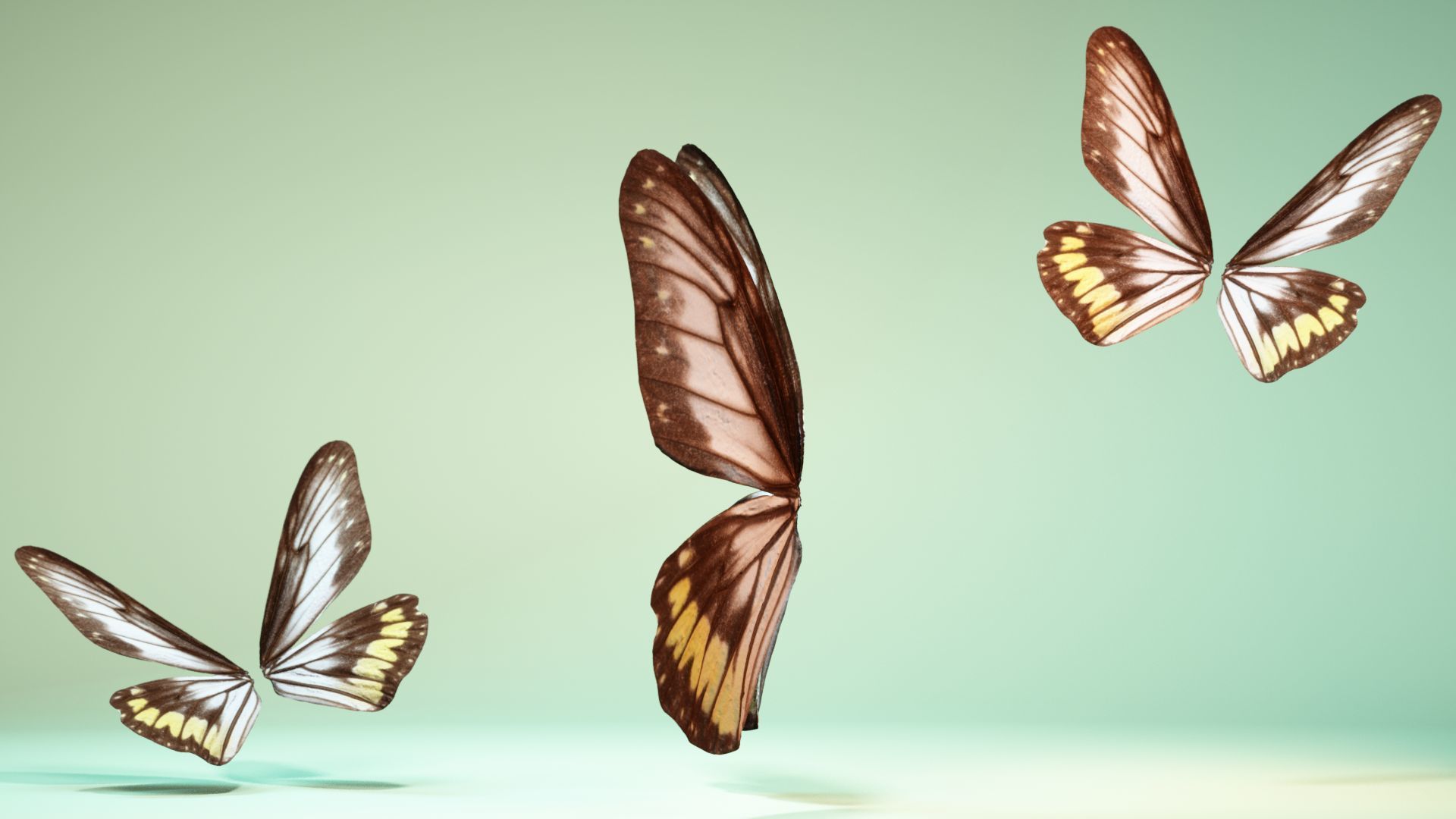 Butterfly 6 - transparent Low-poly 3D model_9