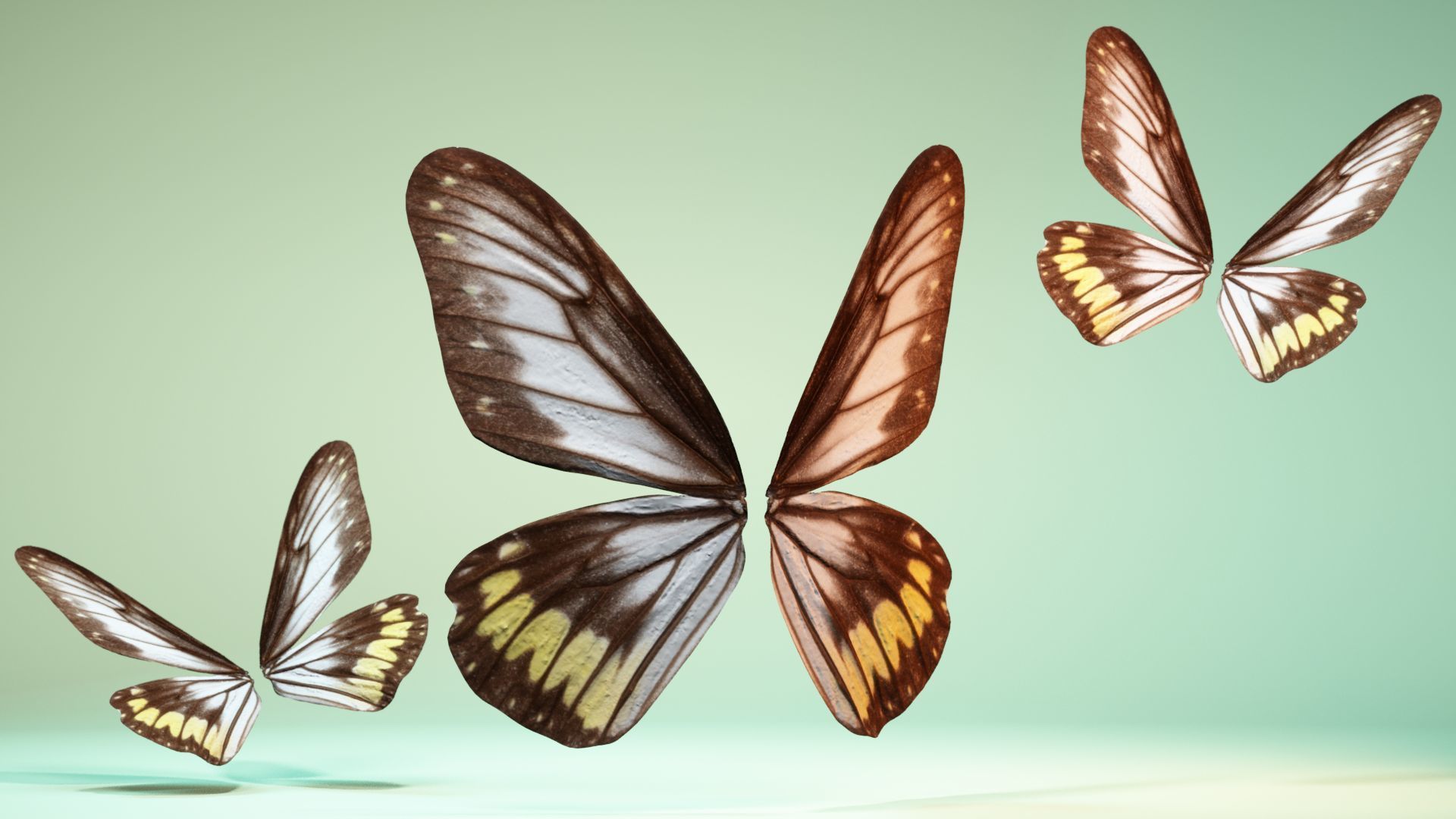 Butterfly 6 - transparent Low-poly 3D model_7