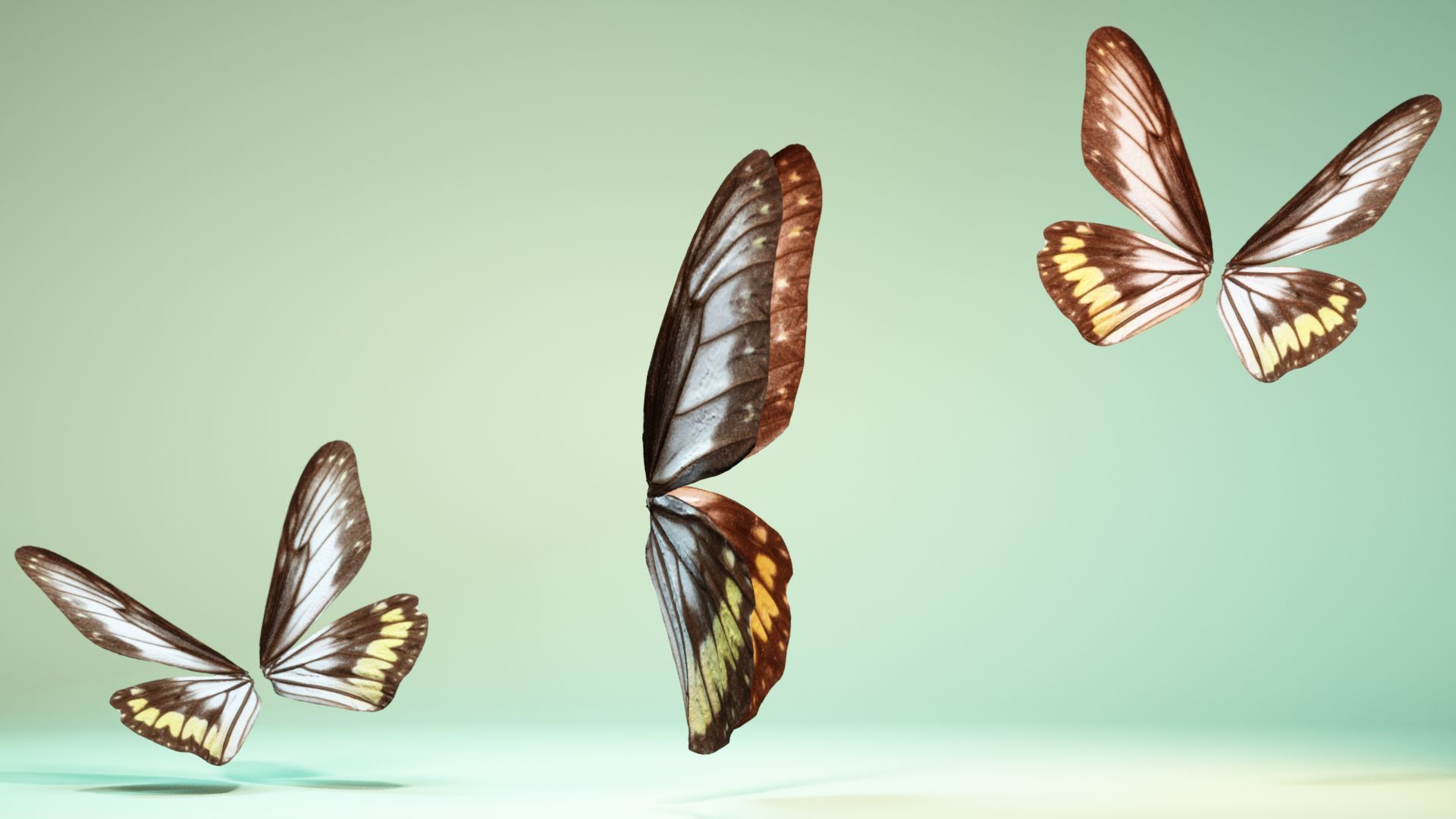 Butterfly 6 - transparent Low-poly 3D model_3