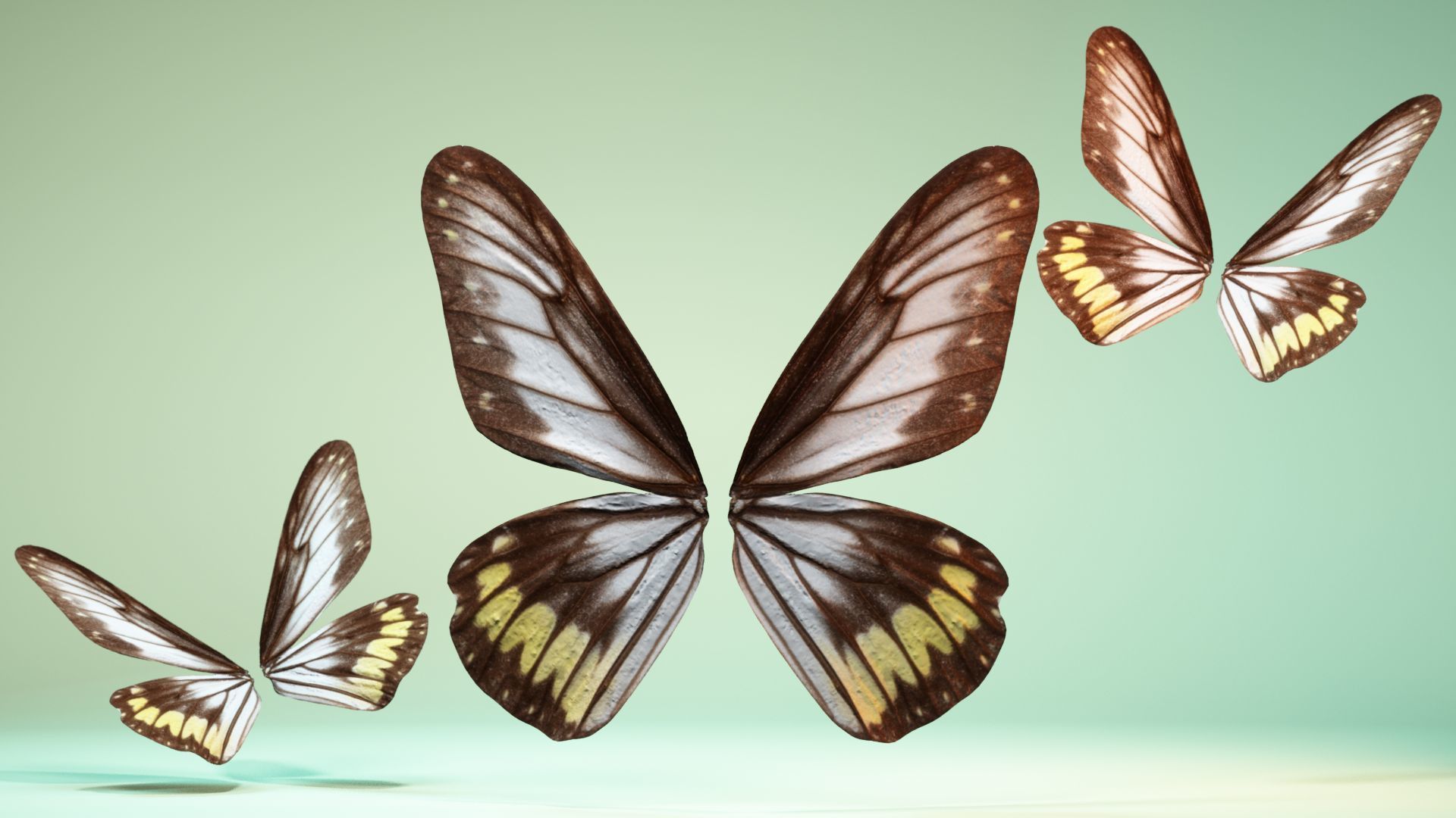 Butterfly 6 - transparent Low-poly 3D model_6